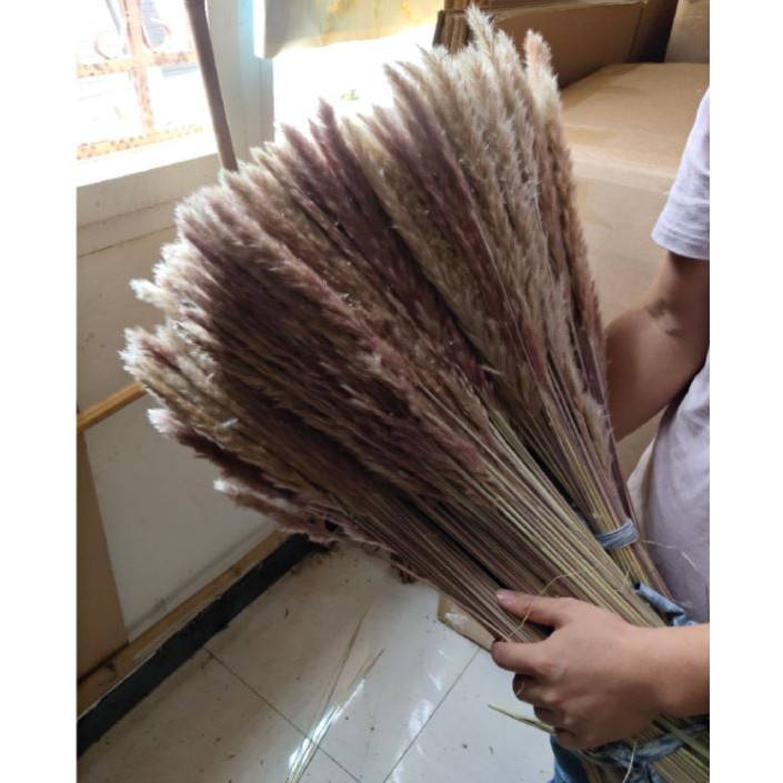 Bó 15 bông cỏ lau mềm trang trí
