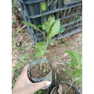 cây giống chanh leo