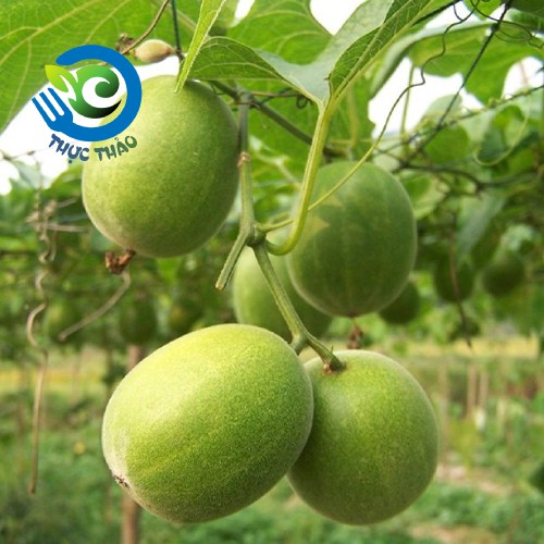 La hán quả sấy khô loại 1 thức uống thanh nhiệt