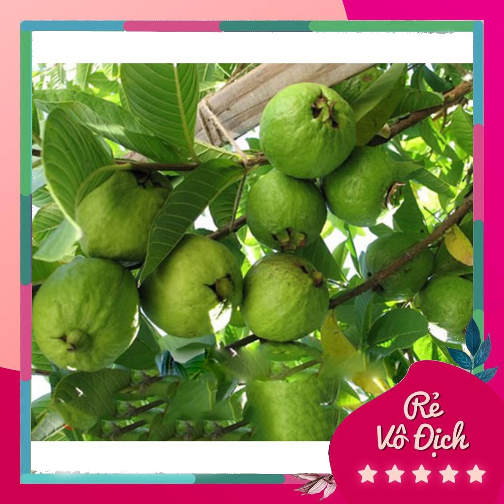 Cây giống ổi Ruby, giống ổi ruột đỏ độc lạ năng suất cao, cây giống nhập ngoại rất khỏe, phù hợp khí hậu nhiều vùng