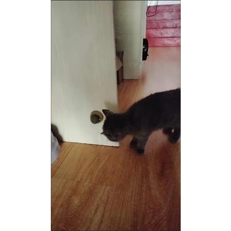 Cỏ moè moe toé hot tiktok treo tường mê li cá rô phi