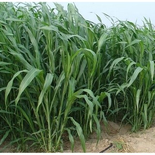 HẠT GIỐNG CỎ LAI SUDAN NHẬP KHẨU.
