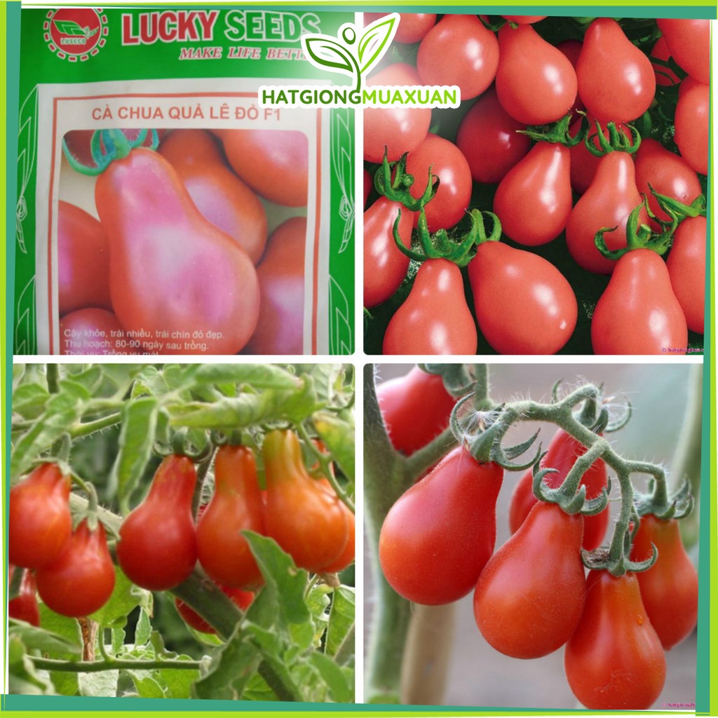 Bán buôn Hạt Giống Cà Chua Quả Lê Đỏ - 30 hạt bao đẹp