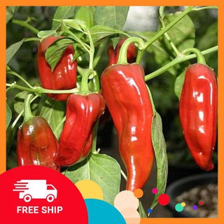 COMBO 2 gói hạt giống ớt sừng ngọt F1 TẶNG 1 phân bón