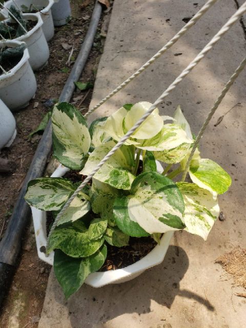 Cây trầu bà Trầu Bà Manjula Pothos