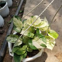 Cây trầu bà Trầu Bà Manjula Pothos(tặng kèm phân bón)
