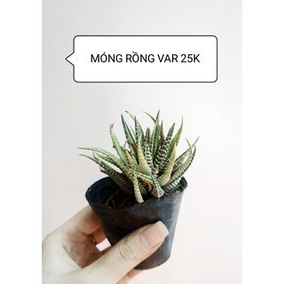 Sen đá xương rồng MÓNG RỒNG