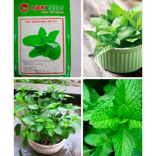 HẠT GIỐNG BẠC HÀ TÂY GÓI 0,1G