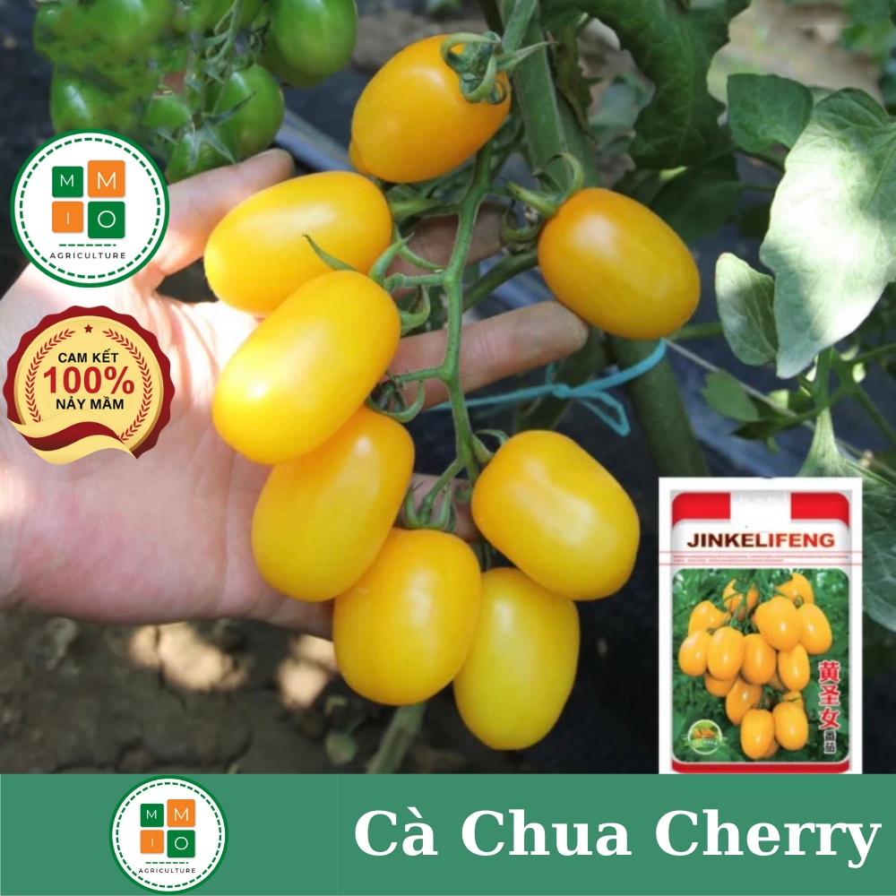 Hạt giống cà chua cherry vàng chịu nhiệt