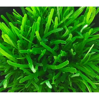 Cây Cỏ Mây- tặng kèm phân bón