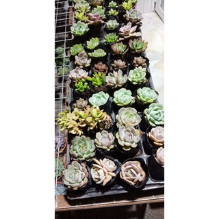 combo 12 Cây sen bầu min đủ loại