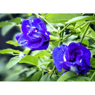 Hạt Giống Hoa Đậu Biếc Kép (50 Hạt)- Rau củ quả trồng tại vườn, sân thượng, nông trang, ban công