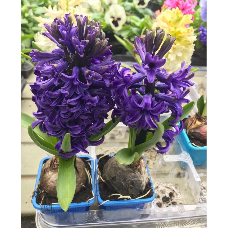 Củ Giống Hoa Tiên Ông Hà Lan size 16/17 Shop Có 6 Màu