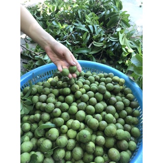 15k/ 1kg Sấu Tươi nguyên vỏ 100% cây nhà trồng