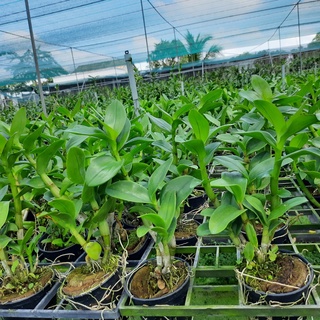Hoa lan Dendro Nắng Bò Hồng