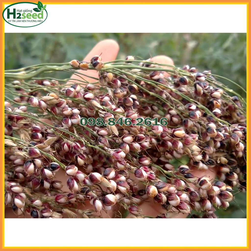 Hạt Giống Bo Bo - Gói 100g - Hạt Ý Dĩ - Giàu Dinh Dưỡng