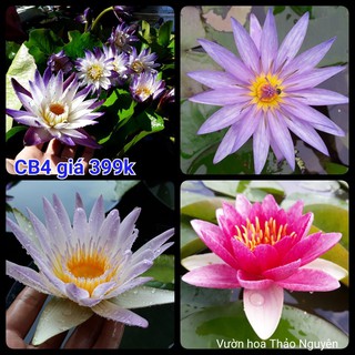 Combo 4: 4 cây trưởng thành đ09 đ10 k04 v14