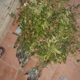 Cành chiết đẹp mới cắt