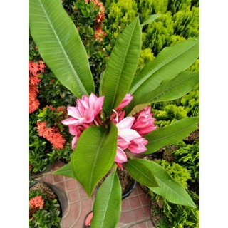 Cây sứ hồng