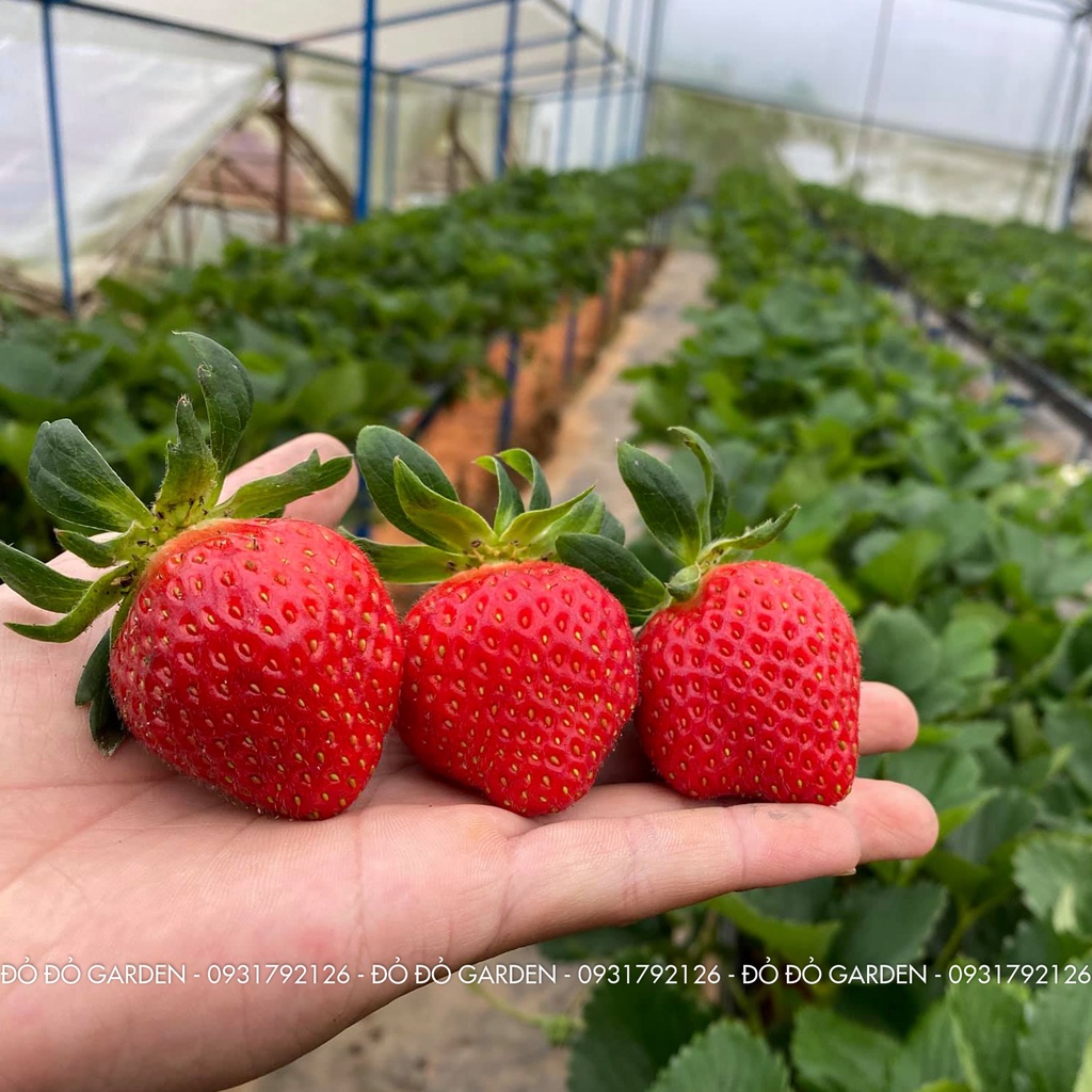 [Giao nhanh 2h] Dâu Giống Hàn Đang Rộ Được Trồng Theo Quy Trình Công Nghệ Cao Tại Đà Lạt _ Hộp giấy