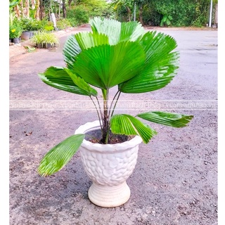 Cây kè nhật kiểng lá đẹp loại 60-80cm