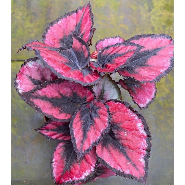 begonia red kiss - nụ hôn đỏ ngọt ngào