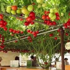 Hạt giống cà chua bạch tuộc (leo giàn) 4Hạt