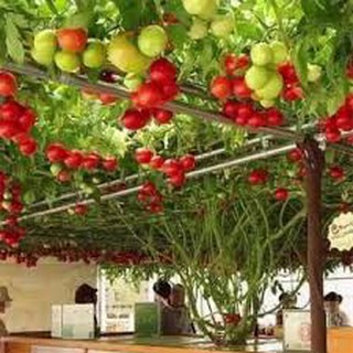 Hạt giống cà chua bạch tuộc (leo giàn) 4Hạt