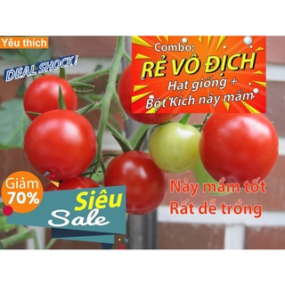 Hạt giống cà chua bi chùm (gói 10 hạt) - [Combo rẻ vô địch HẠT GIỐNG + BỘT KÍCH NẢY MẦM]