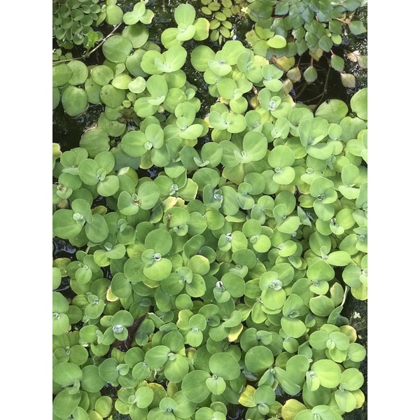 Bèo Cái Thuỷ Sinh (1sp/3 cây)
