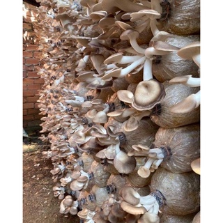 Combo 20 phôi nấm bào ngư xám (có nắp)