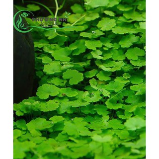 Cây Rau má hương