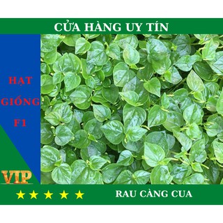 Hạt Giống RAU CÀNG CUA Năng Suất, Dinh Dưỡng Cao - MUA 4 TẶNG 1