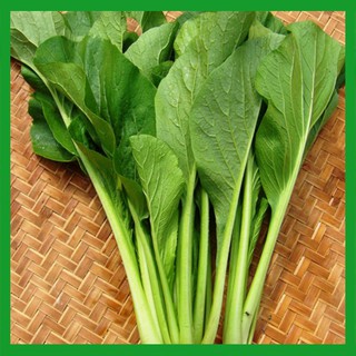 Hạt giống rau Cải Ngọt - Rau ăn lá ngắn ngày