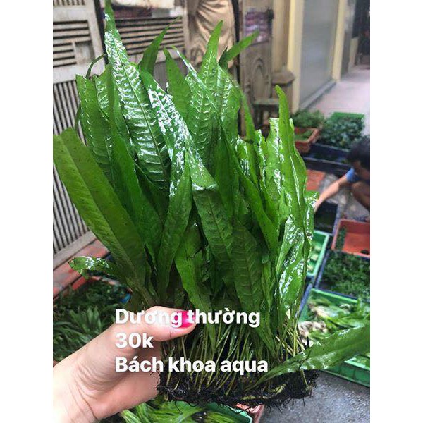 Cây Dương Xỉ Thường