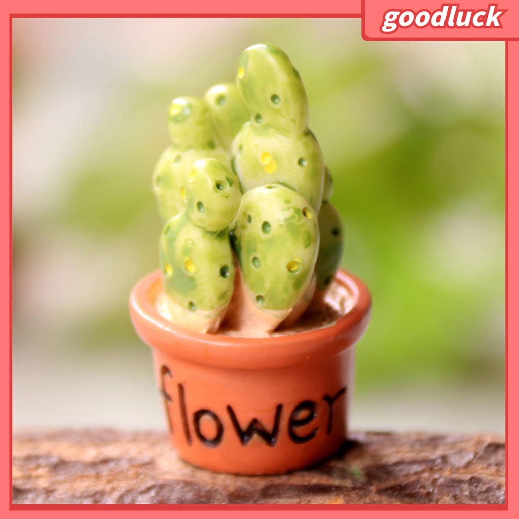 Mô hình cây mọng nước mini trang trí sân vườn DIY