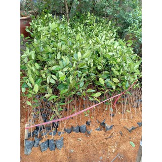 Cherry brazil chịu nhiệt