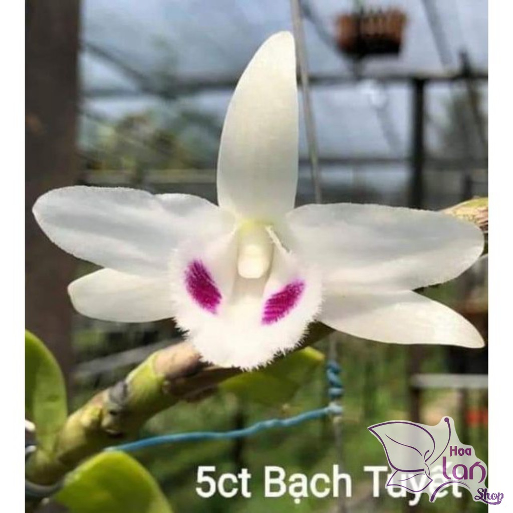 Phi điệp 5CT bach tuyết gieo hạt năm 2 cây khỏe