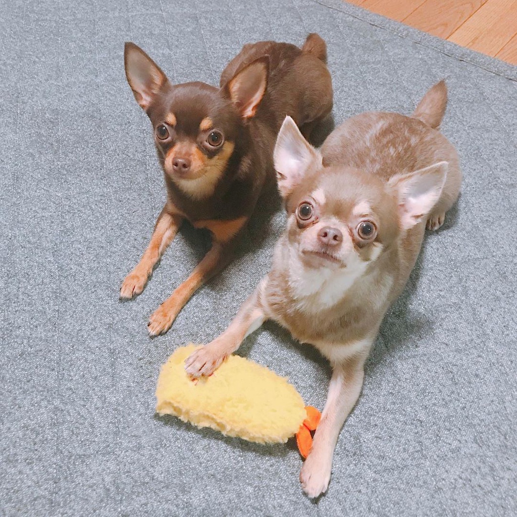 Đồ Chơi GặM HìNh Rau Củ Quả Cho Thú Cưng