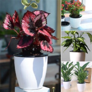 Chậu tự dưỡng tròn bầu - size 16 cm