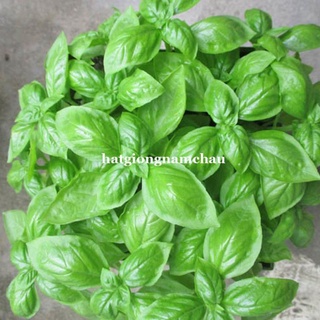 0.5 GR - HẠT GIỐNG HÚNG TÂY BASIL ĐÀ LẠT