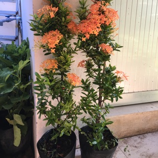 Cây mẫu đơn vàng cam