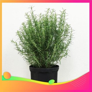 Gói 20 Hạt giống Cây Hương Thảo Đuổi Muỗi - Rosemary UY TÍN, GIÁ RẺ, CHẤT LƯỢNG BÀ CON AN TÂM ƯƠM MẦM