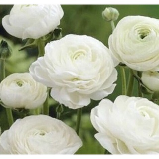 Củ giống hoa hồng mao lương hoa màu trắng - Kèm viên nén xơ dừa ươm củ (1 củ )