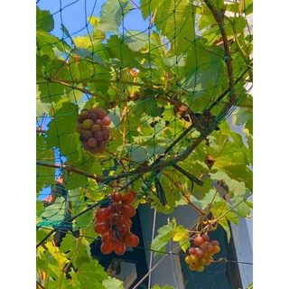 Lưới trồng cây leo giàn lỗ nhỏ