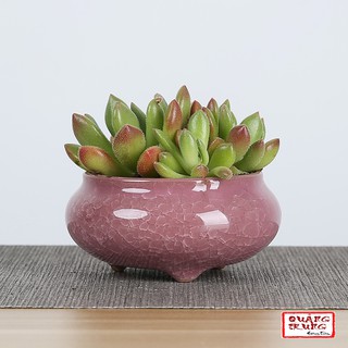 Chậu cây mini bằng gốm sứ dùng để trang trí