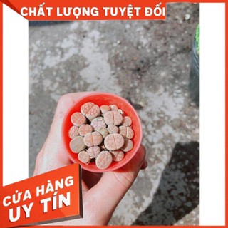 Cây Lipthop (Mông) Nhiều Người Mua