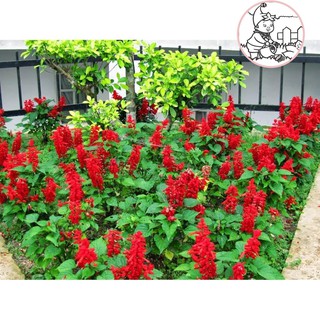 HẠT HOA XÁC PHÁO ĐỎ - GÓI 0,5 GRAM