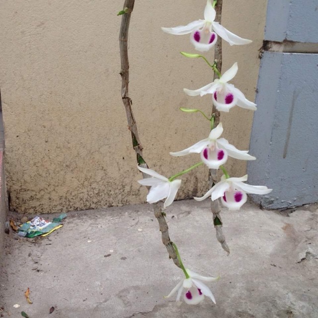 Hoa lan 5 cánh trắng Phú Thọ