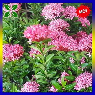 *Tặng 1 gói hạt giống cải xanh* CÂY TRANG THÁI HỒNG PHẤN LÁ KIM - CÂY BÔNG TRANG THÁI MÀU HỒNG PHẤN LÁ NHỎ